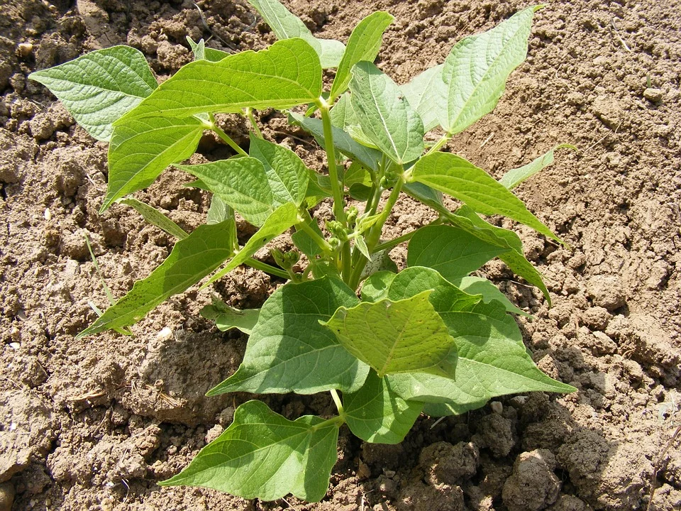 Organic Bush Beans