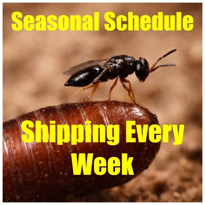 Untitled drawing (12).jpg