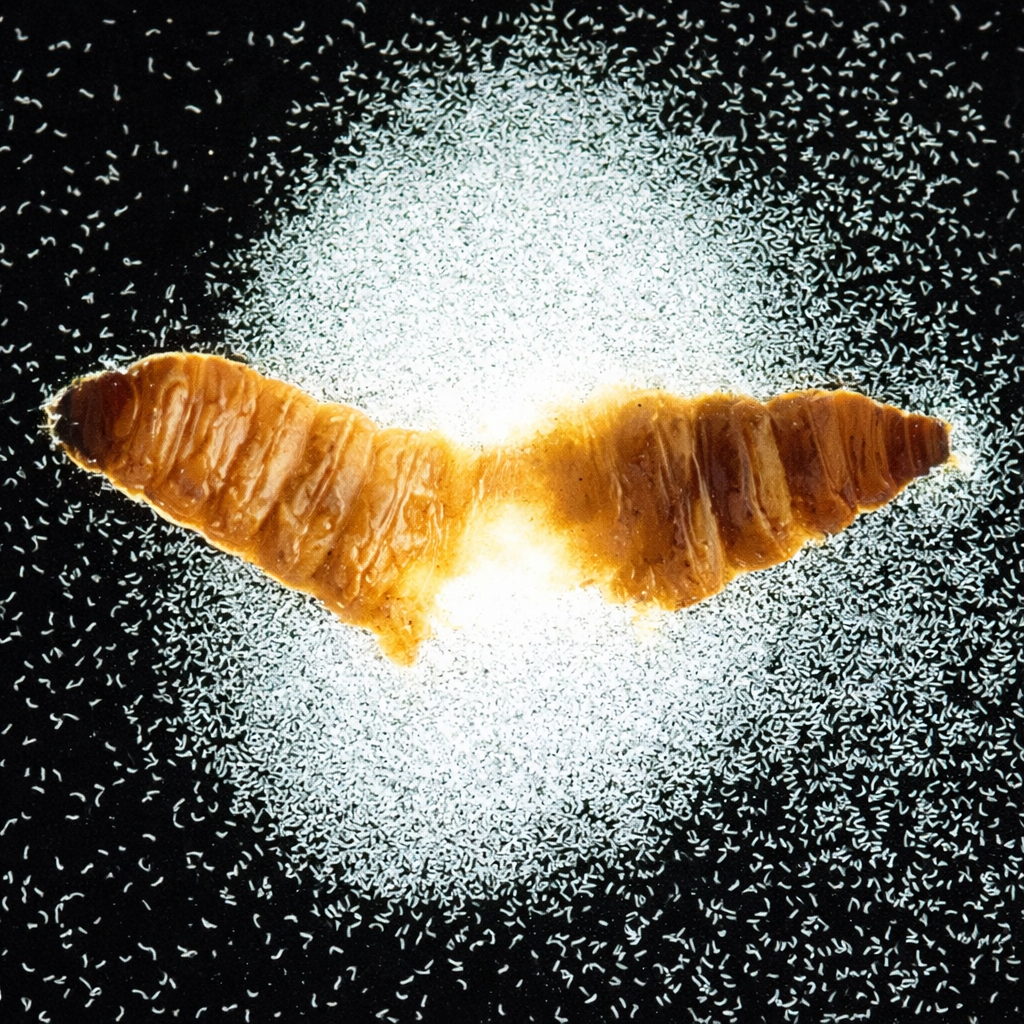 Nematodes 1 to 1.png