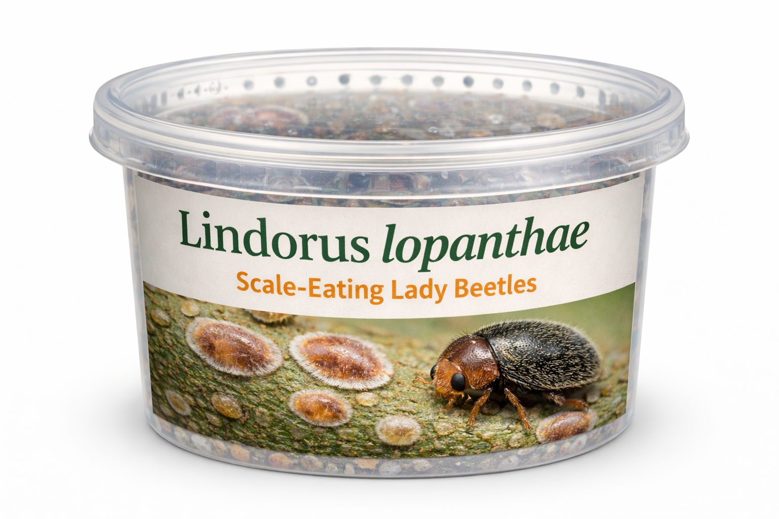 Lindorus Bottle_.png