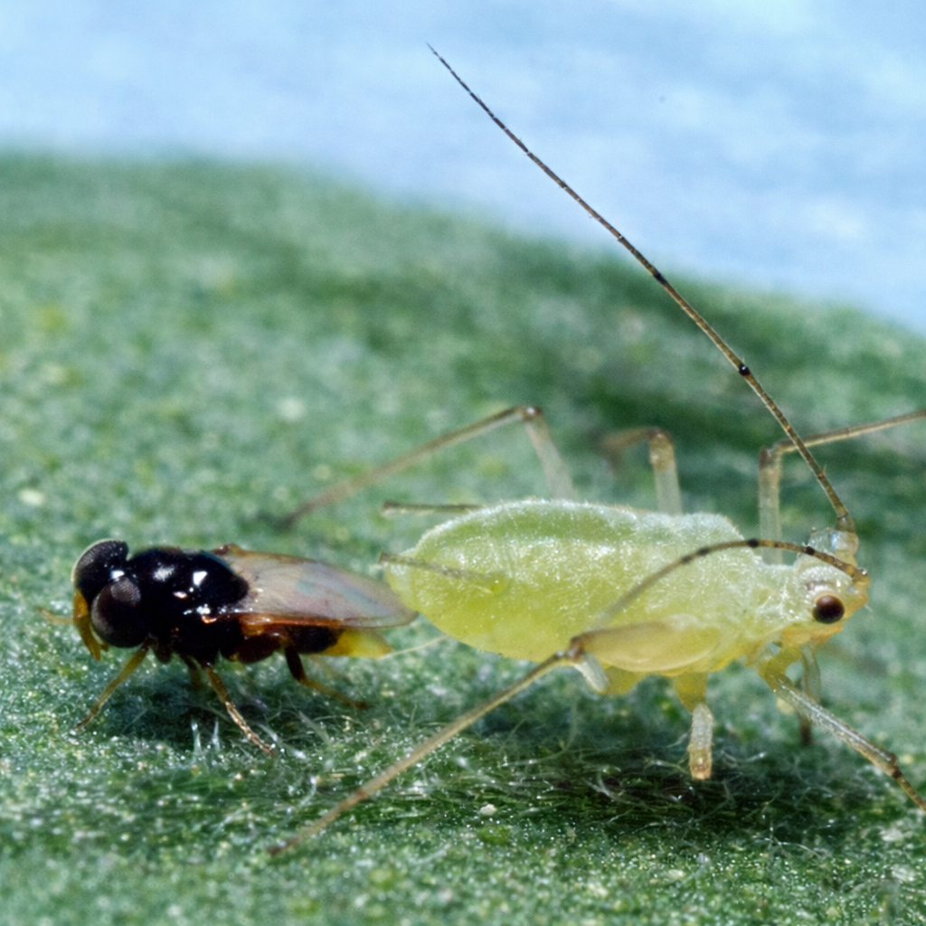 Aphelinus abdominalis 1 to 1.png