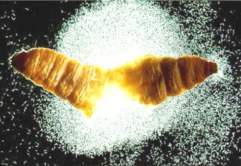 STIENERNEMIA FELTIAEA (Sf)