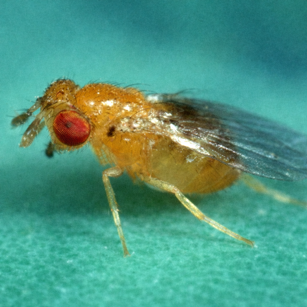 Trichogramma platneri