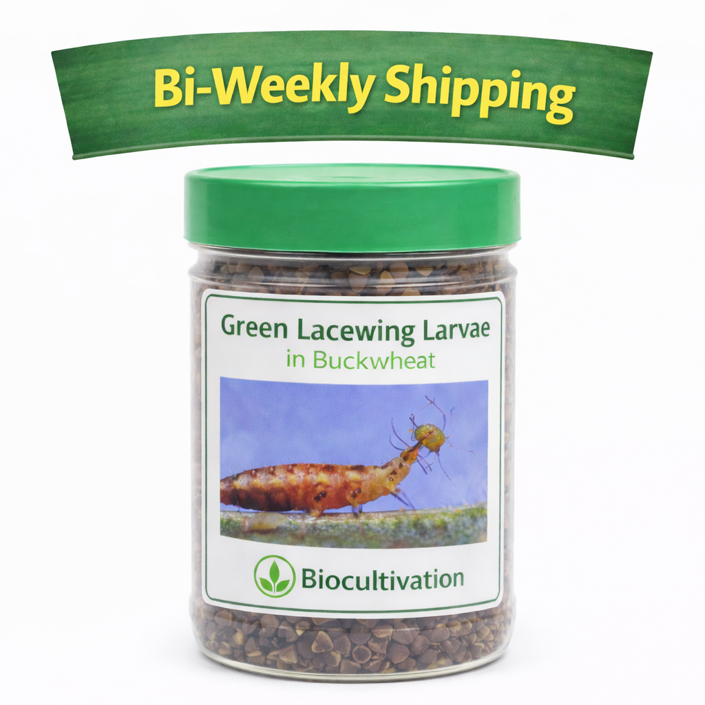 Lacewing Larvael Bi-Weekly.png