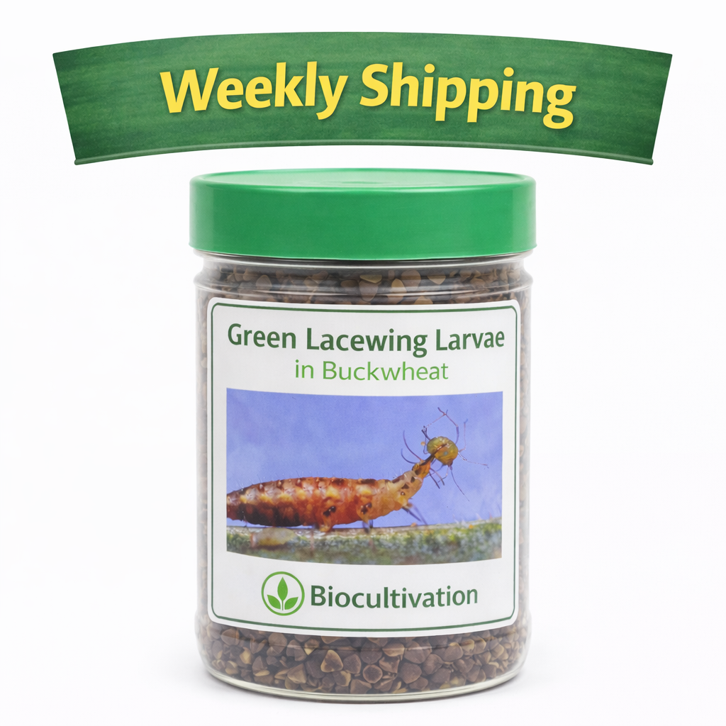 Lacewing Larvae Weekly.png