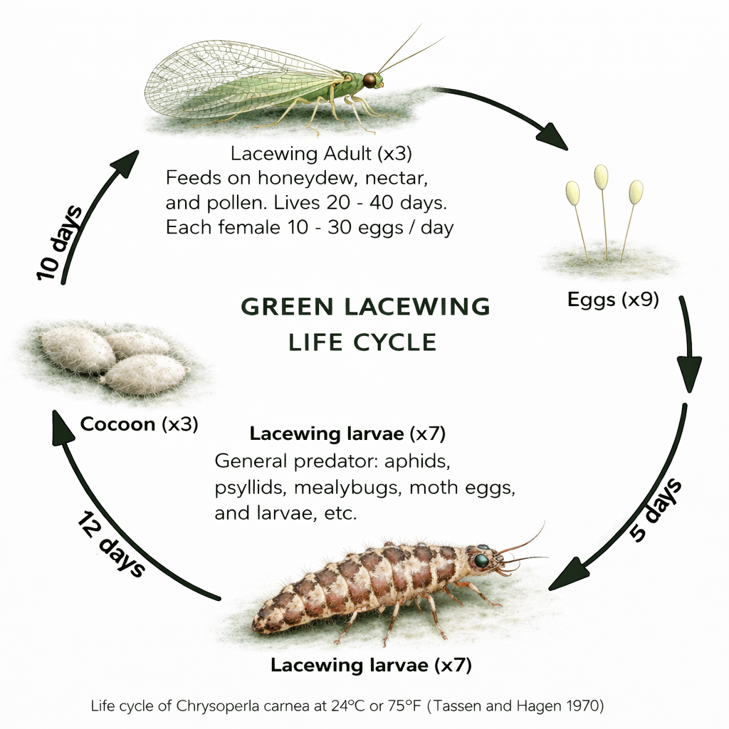 ChatGPT Image Dec 28, 2025, 02_46_44 PM.png