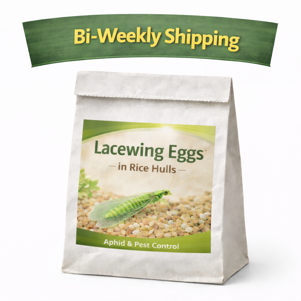 Lacewing Eggs in Rice hulls Bi-Weekly.png
