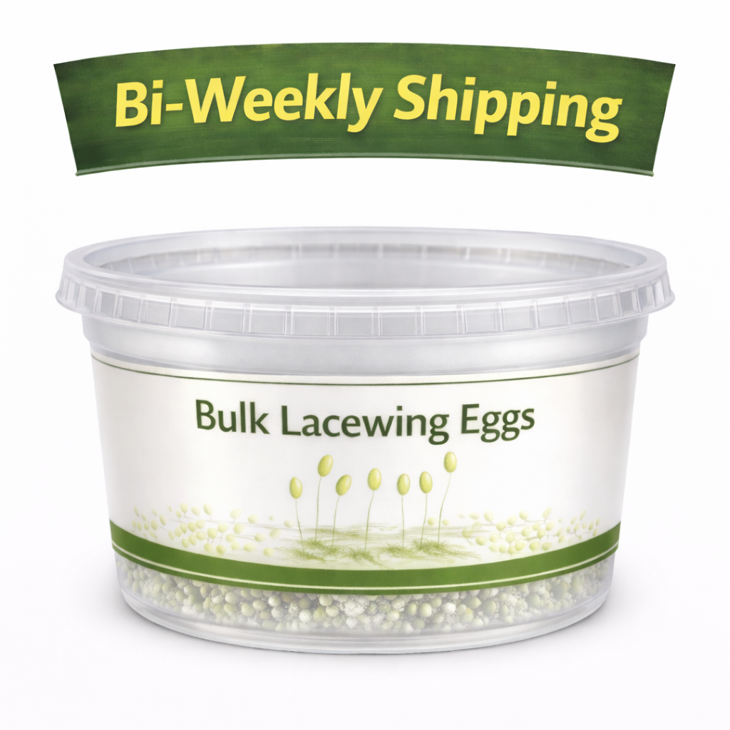 Lacewing Eggs Bi-Weekly.png