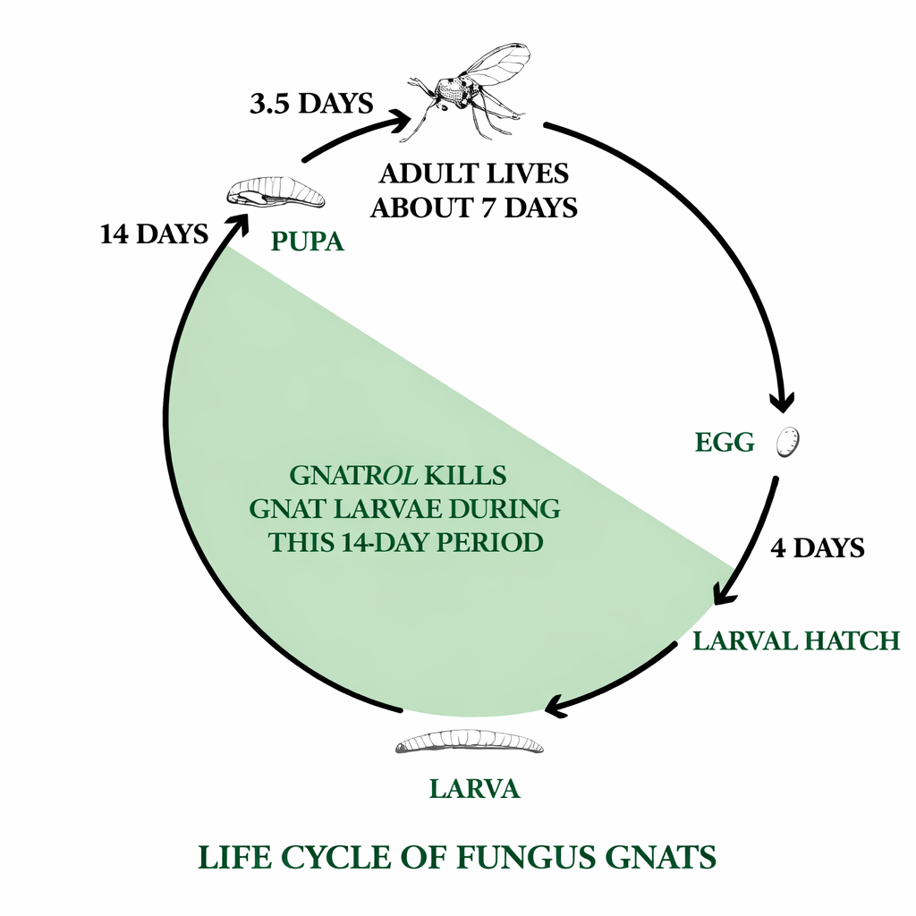 Gnatrol Life Cycle.png