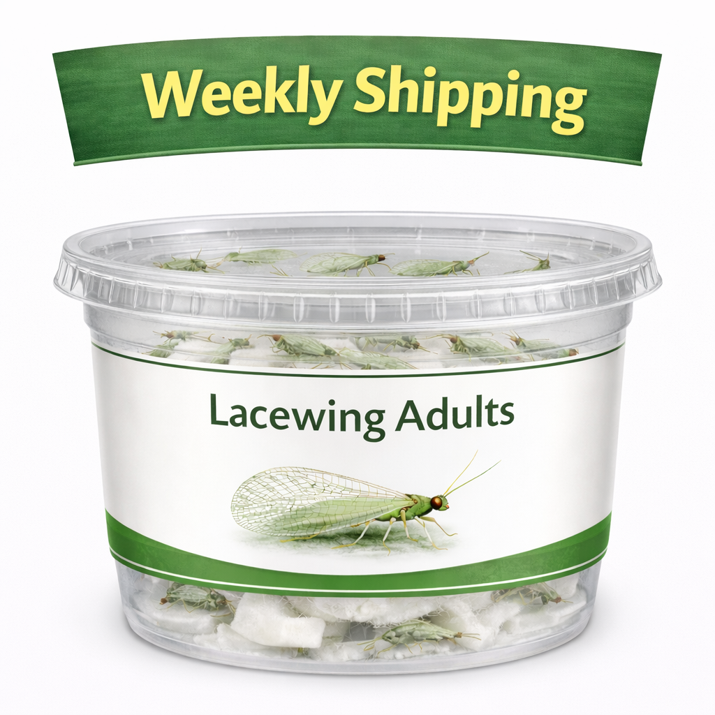 Lacewing Adults Weekly.png