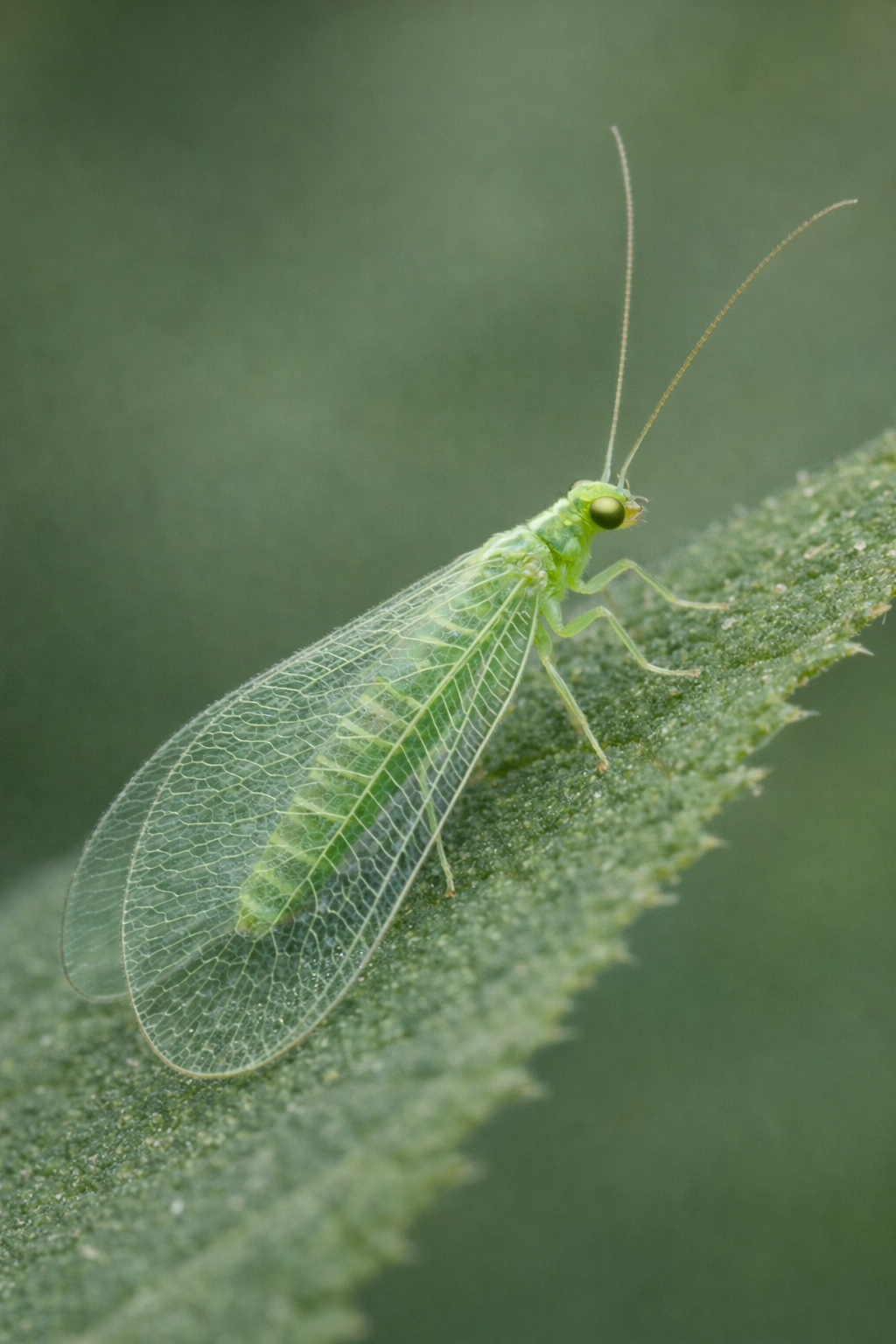 Lacewing.png