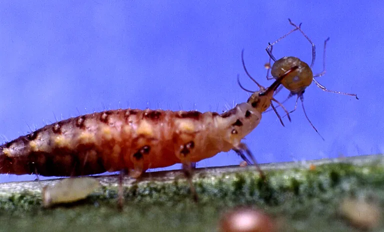 Lacewing Larvae eating.png