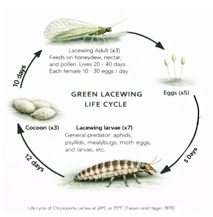 Lacewing Life Cycle Chart.jpg