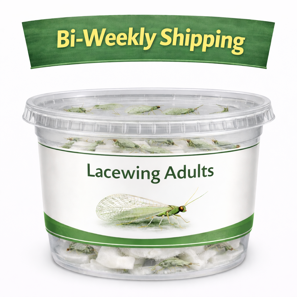 Lacewing Adults Bi-Weekly.png