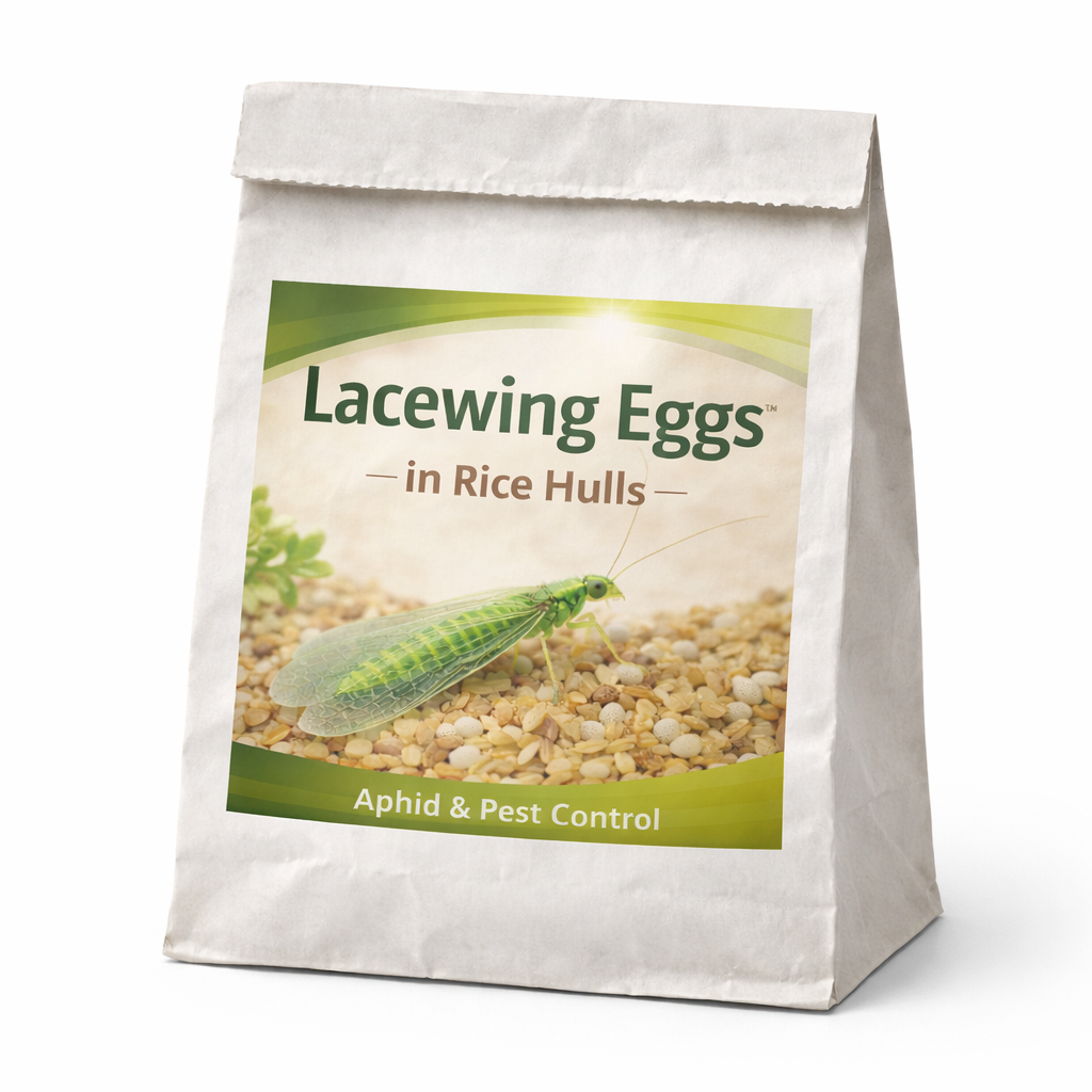 aphids, biological control, lacewings, IPM