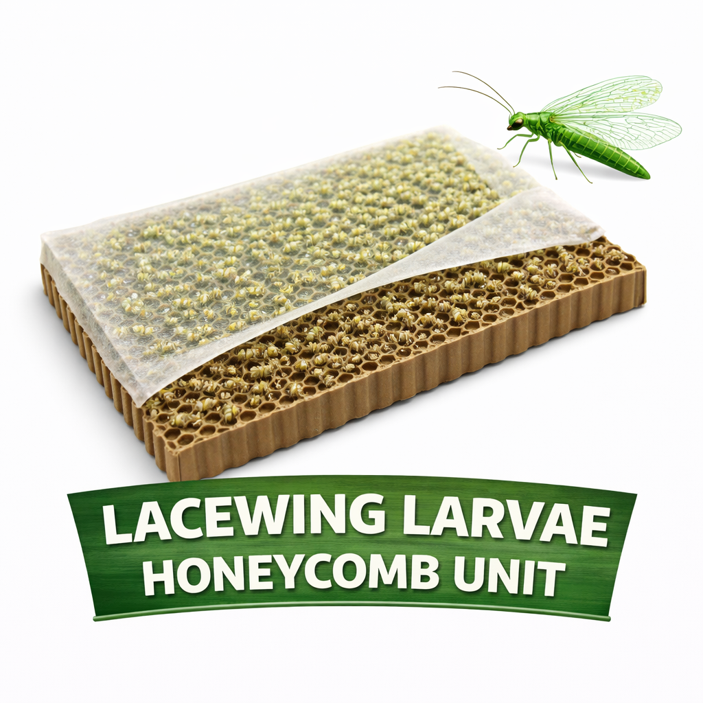 Larvae Honeycomb Unit.png (Copy) (Copy)