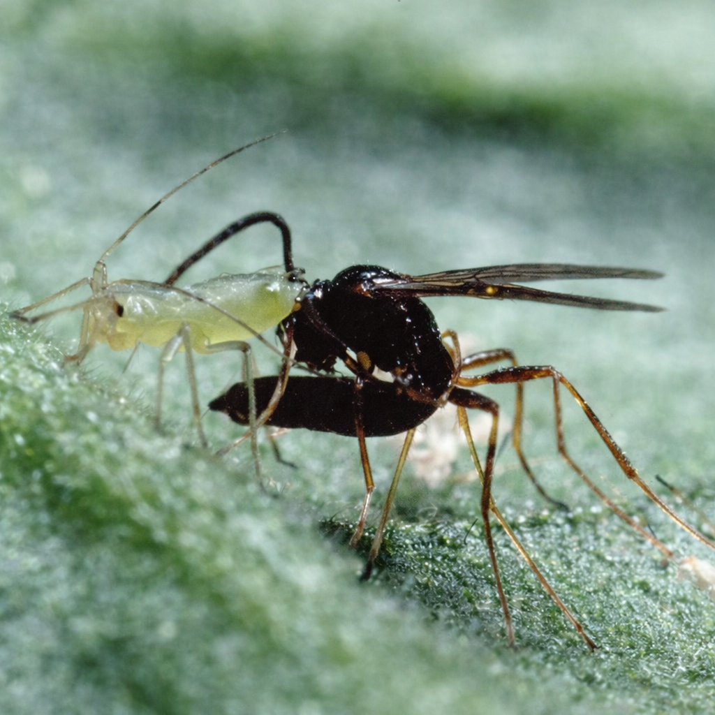 aphidius ervi 1 to 1.png