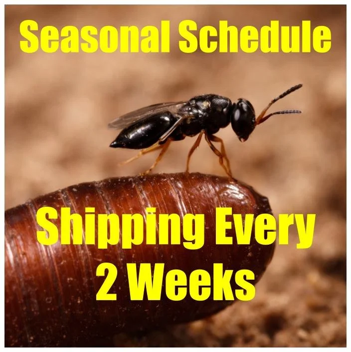 Untitled drawing (11).jpg