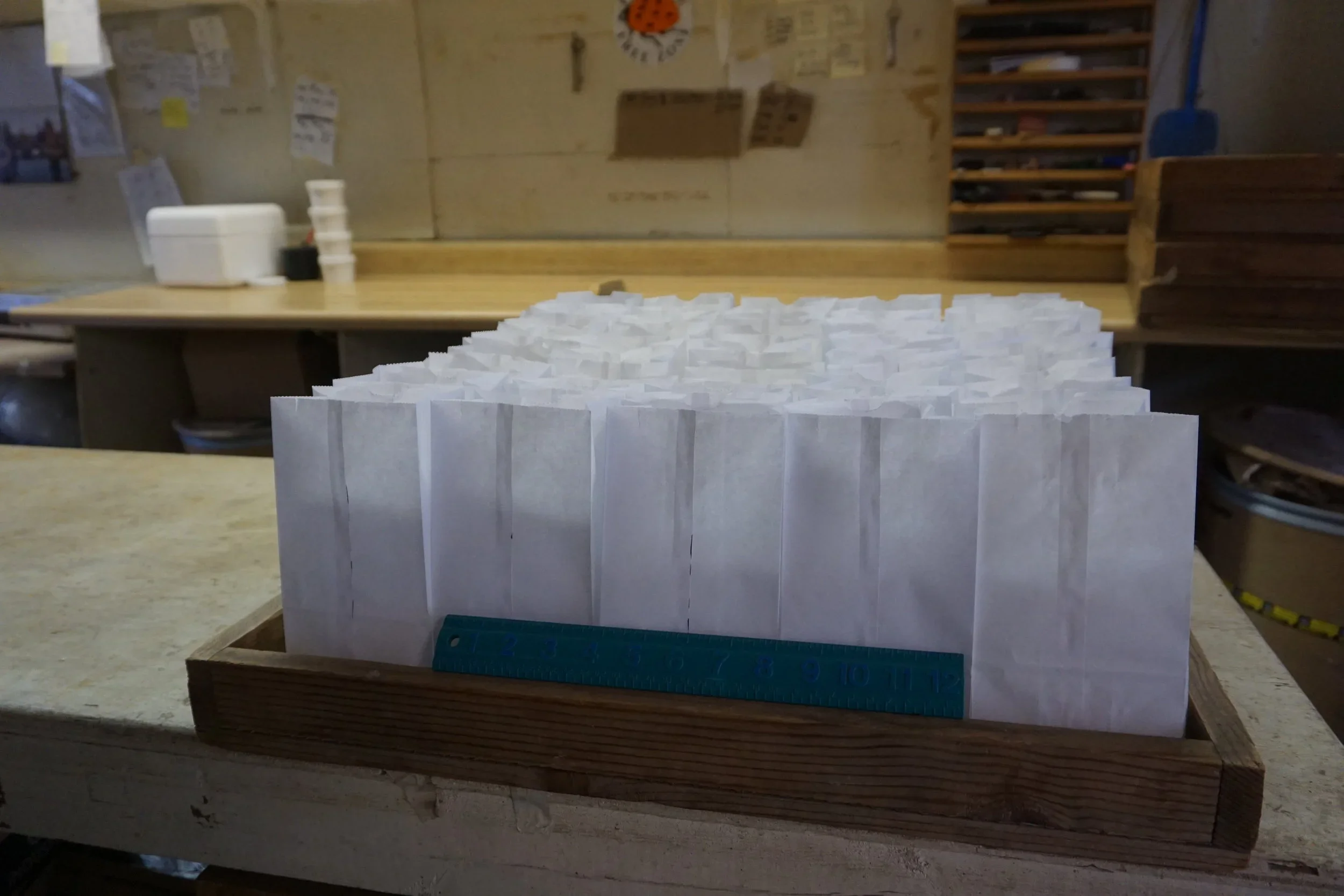 Lacewing Eggs in Bags 2.webp