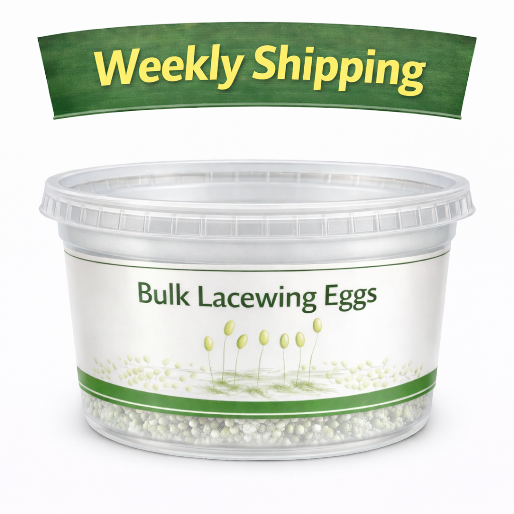 Lacewing Honeycomb Weekly.png