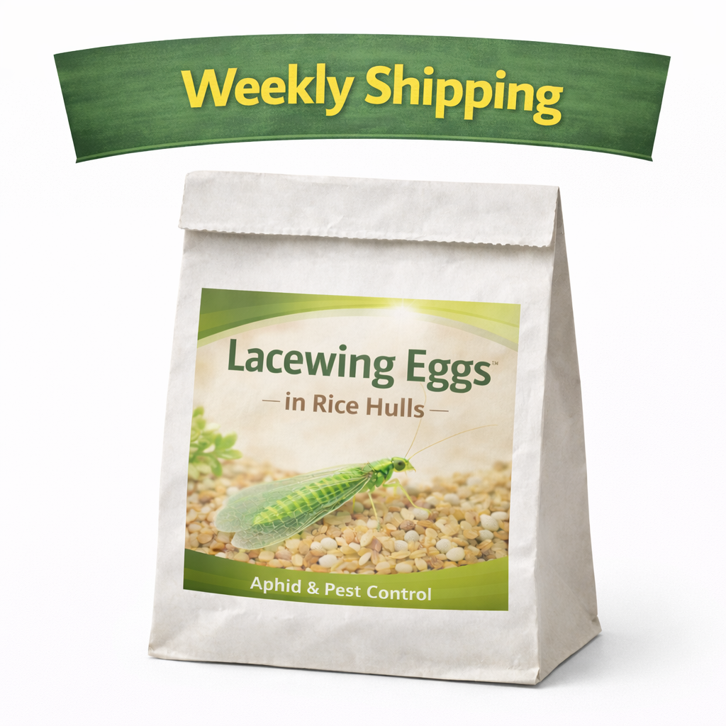 Lacewing Eggs in rice hulls Weekly.png