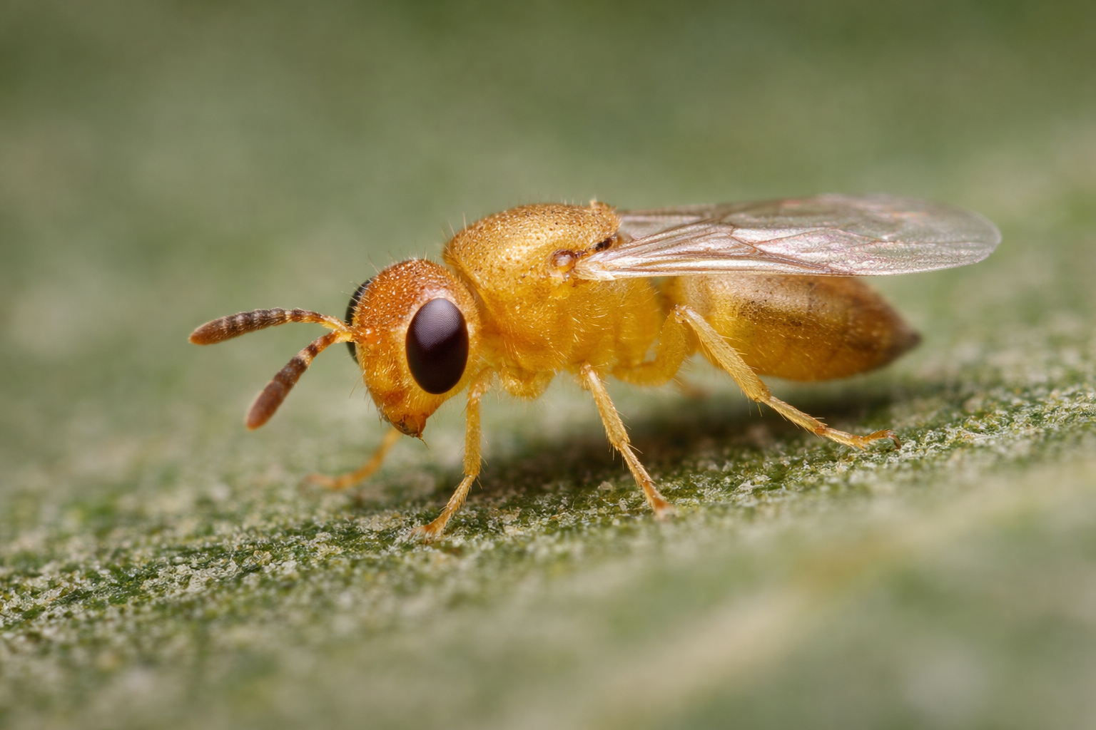 Aphytus melaninus.png