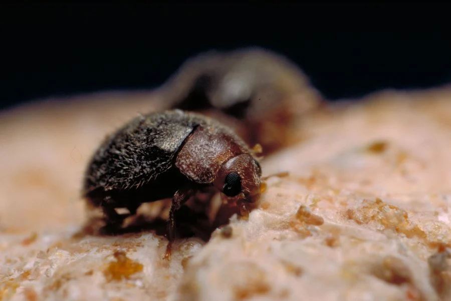 lindorus adult on scale small.jpg