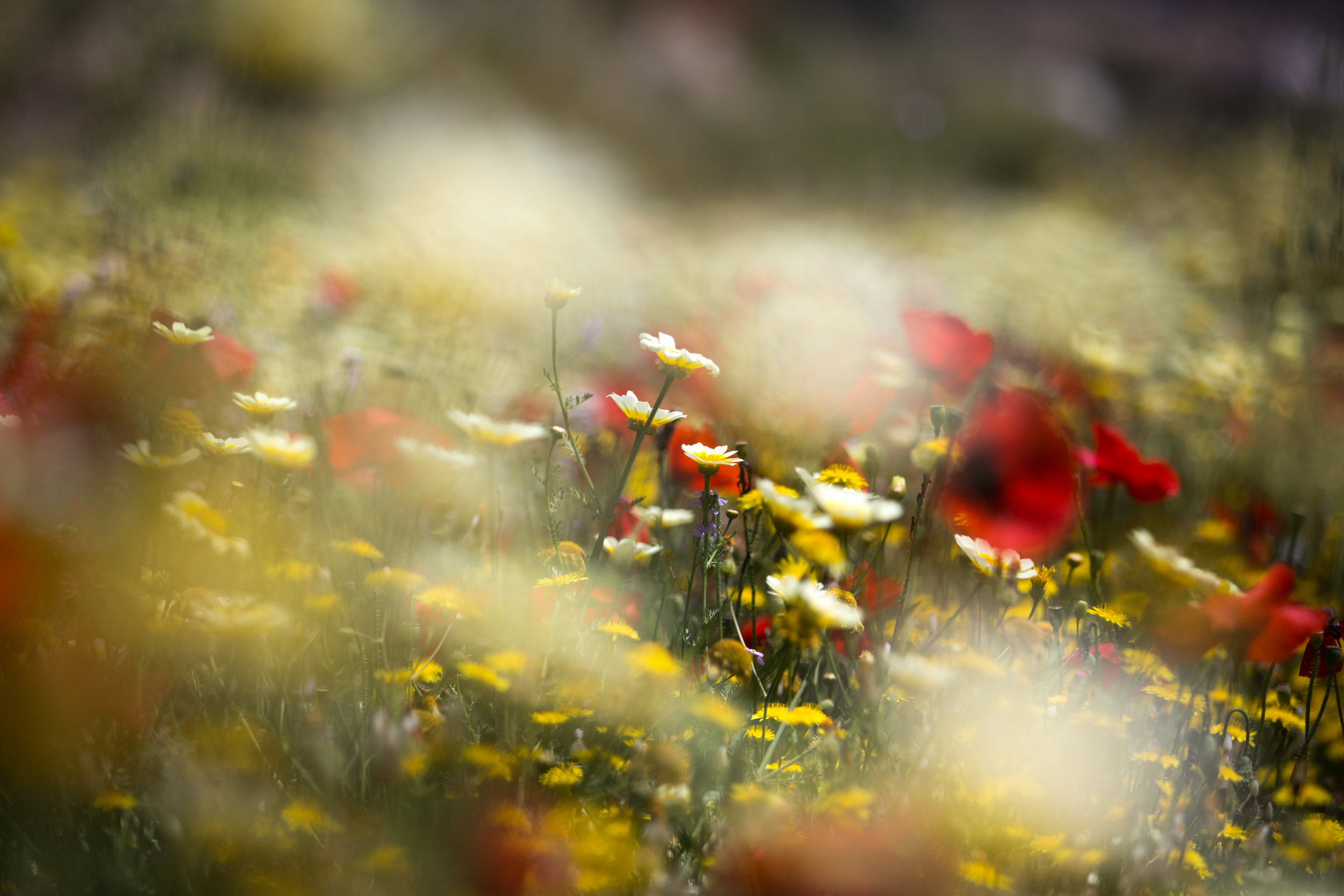Smelling Is Feeling Using Scent To Change Your Mood INVISIBLE STORIES