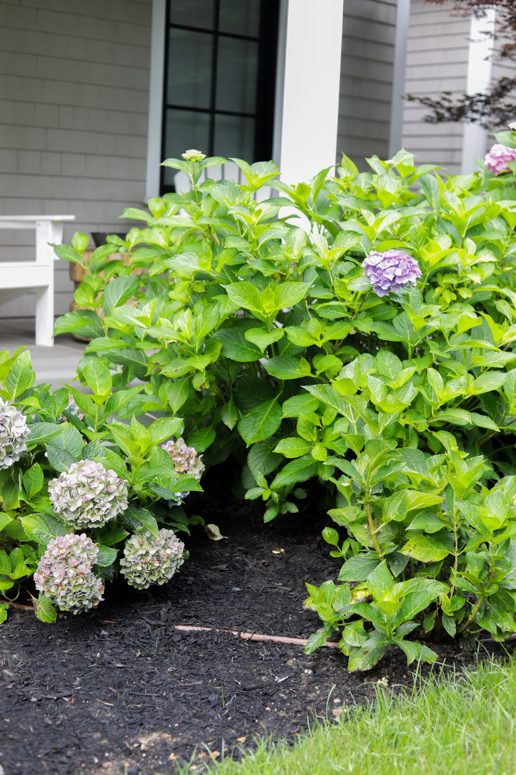 The “freshmen” hydrangeas are producing beautiful blooms