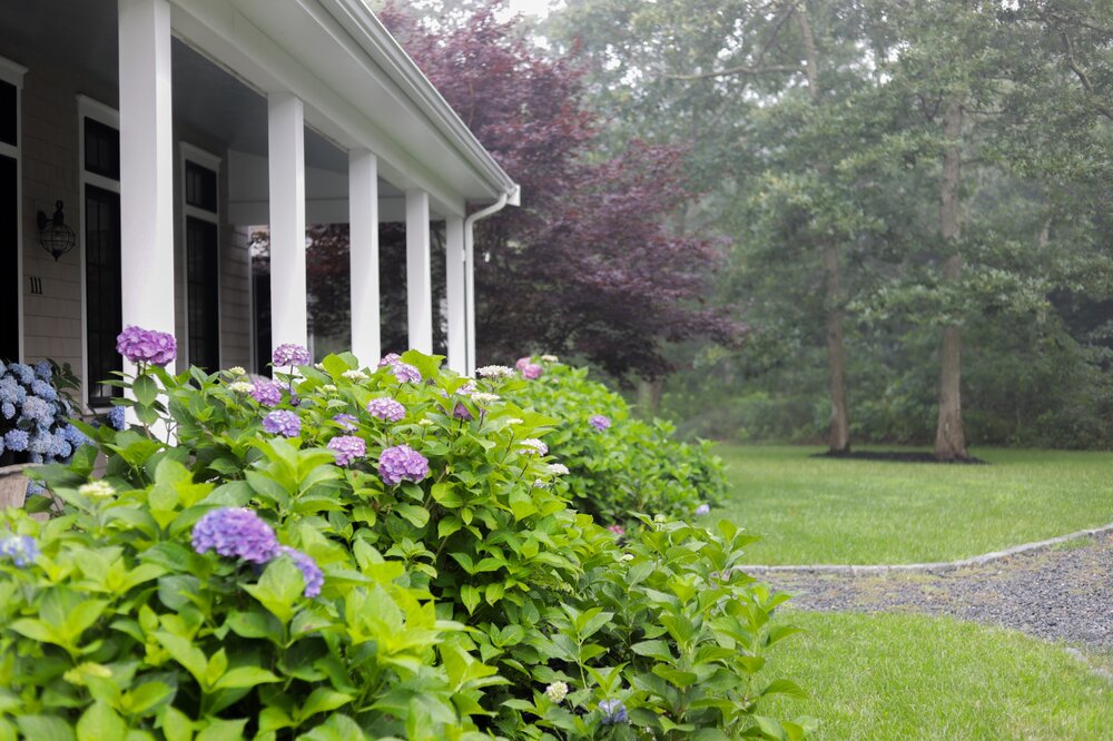 The “Alumni” hydrangeas are coming alive  