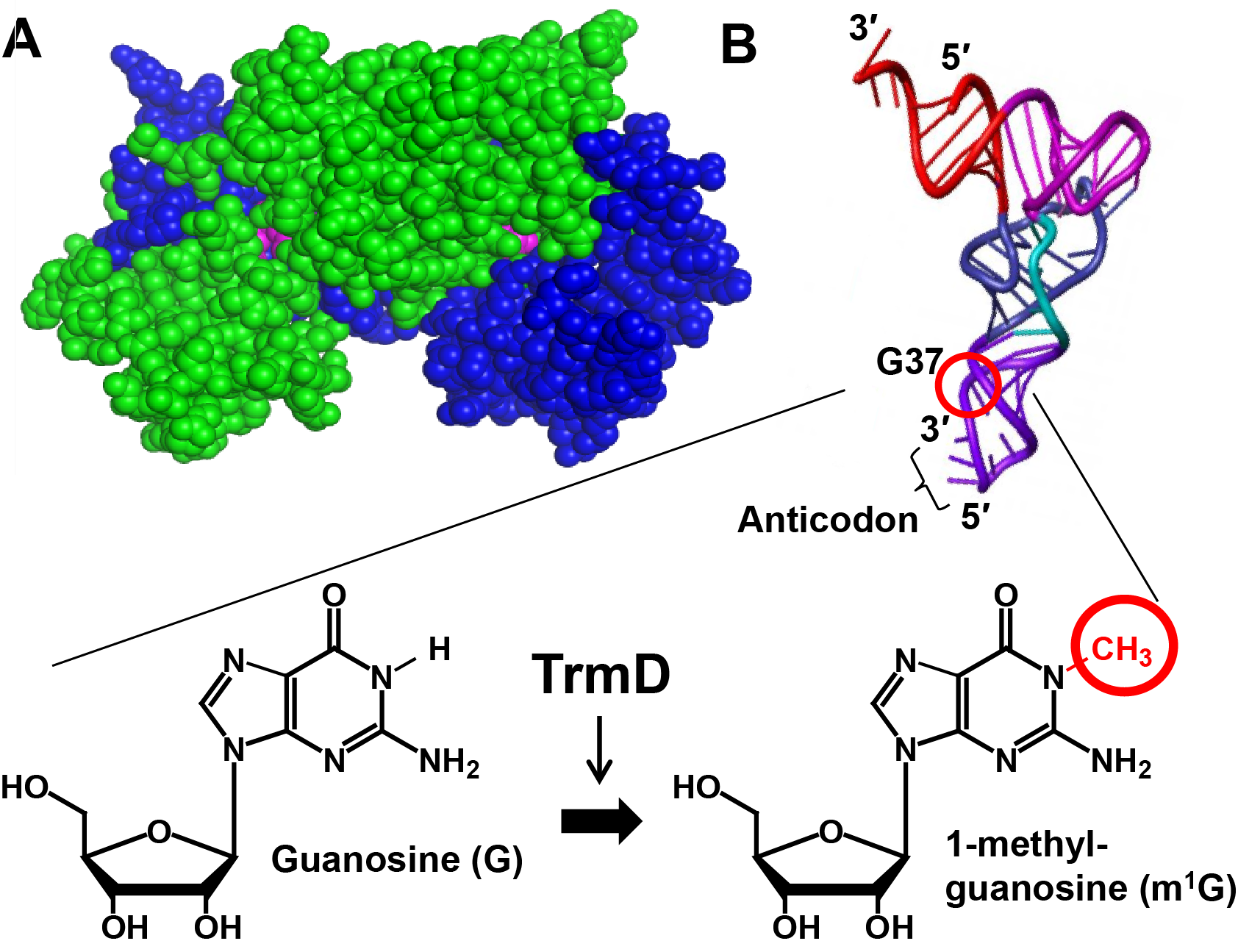 Figure 1: Structure of the m1G37-tRNA methyl transferase TrmD