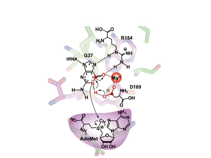 Figure 7: m1G37 methylation by TrmD requires Mg2+