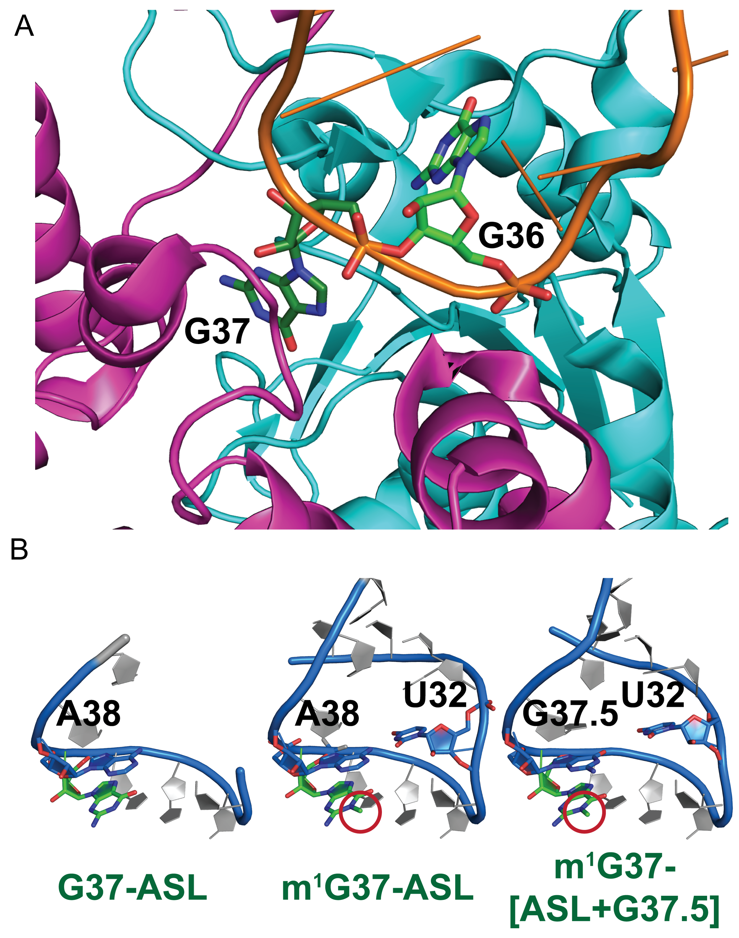Figure 4: G36 is required for m1G37-methylation by TrmD, which stabilizes the ALS structure