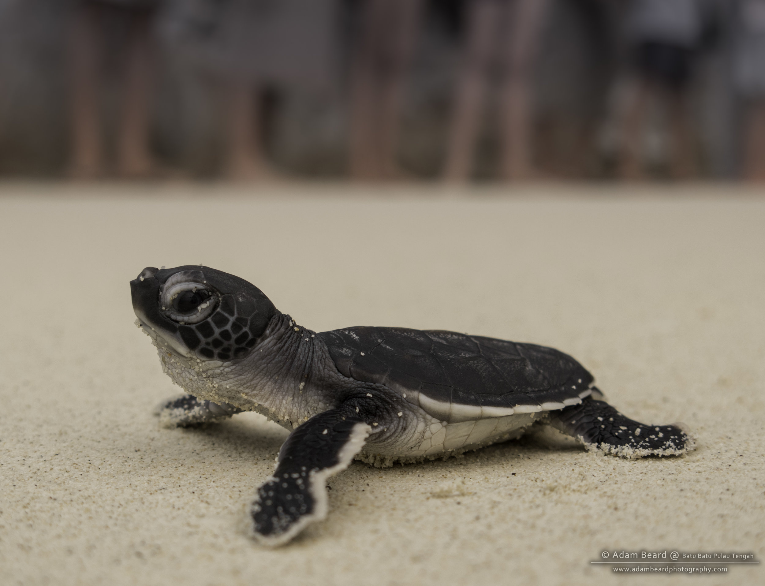turtle 2.jpg