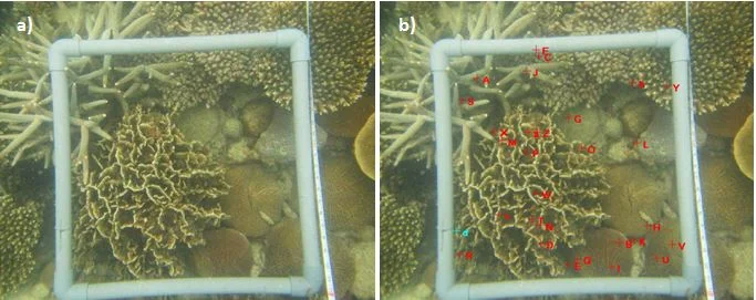 Figure 9. a) Photo-quadrat of a field coral transect. b) Photo-quadrat containing 30 randomly distributed spatial points originated by the CPCe program