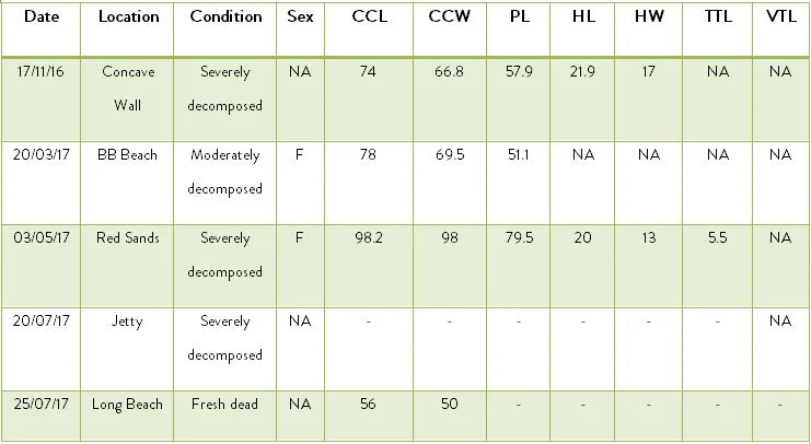 Table SEQ Table \* ARABIC 4 . Biometric data of stranded sea turtles (cm): CCL (curved carapace length); CCW (curved carapace width); PL (plastron length); HL (head length); HW (head width); TTL (total tail length); VTL (vent-tip length).