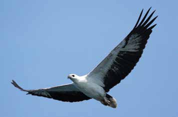 white-bellied sea-eagle.jpg
