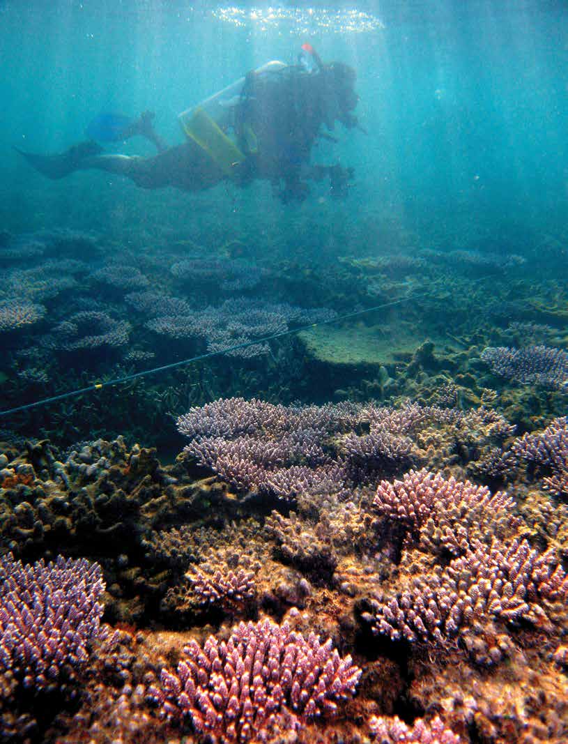 diver with coral.jpg