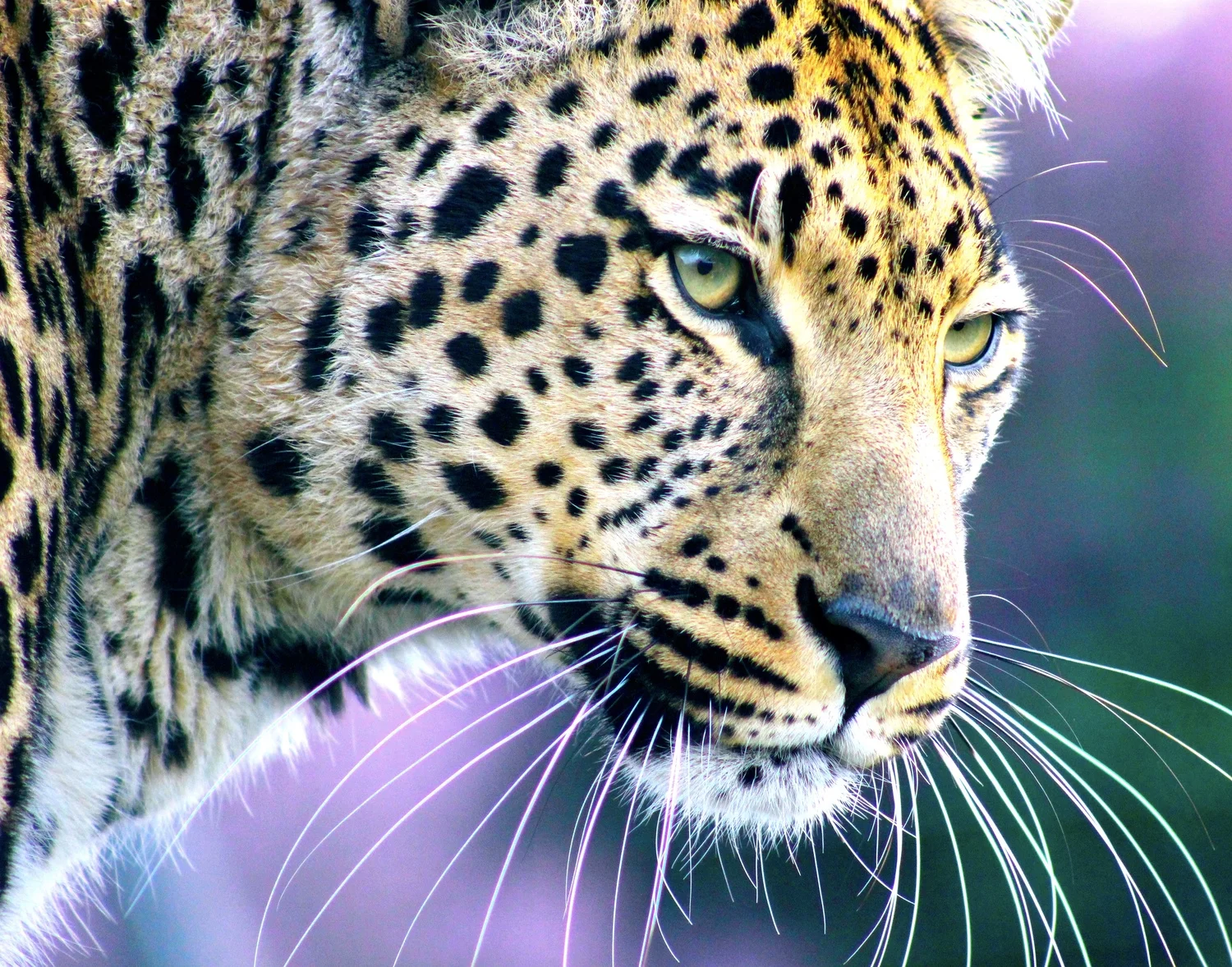 leopard.jpg