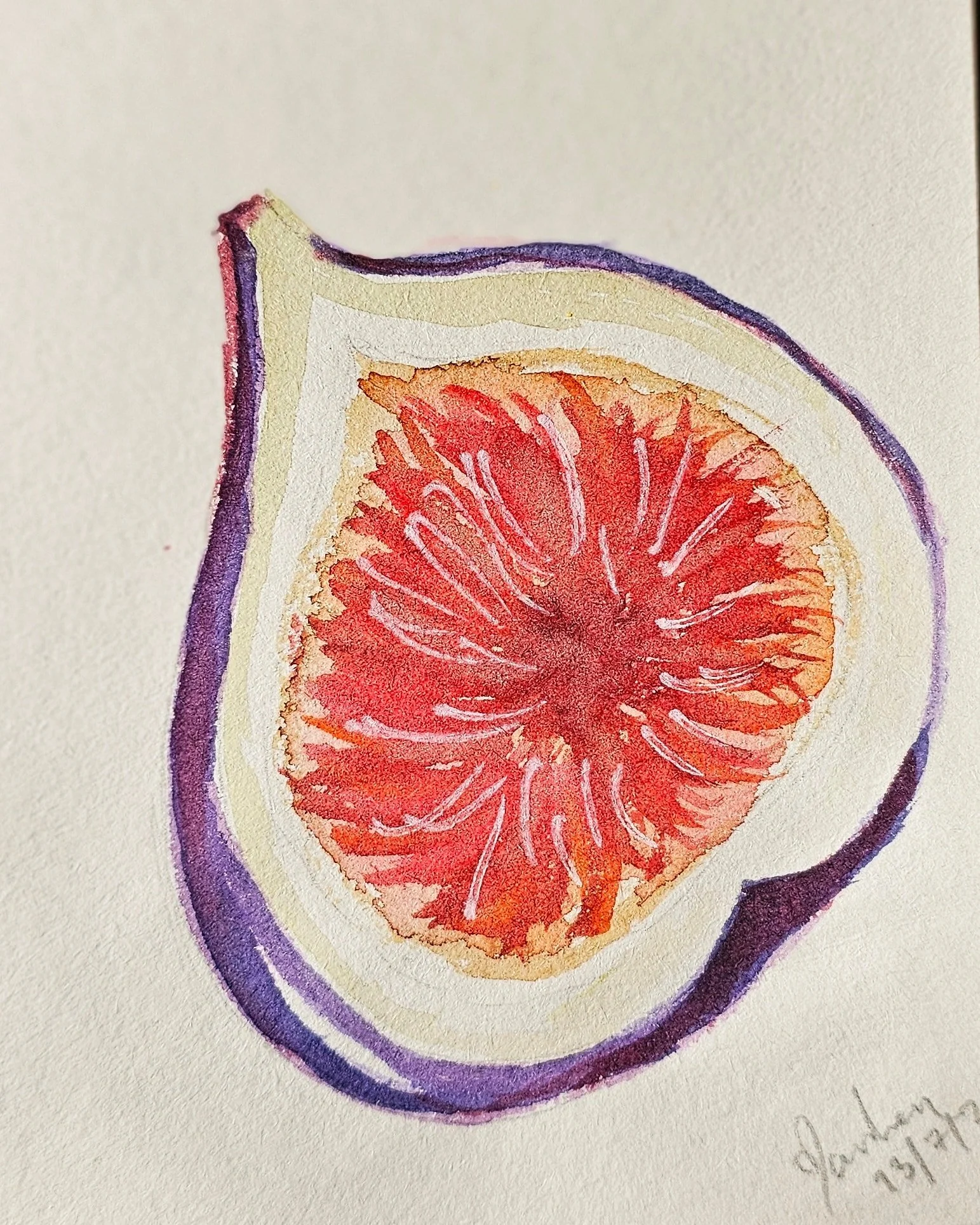 Fig.

#watercolourfruit
#paintingfruit
