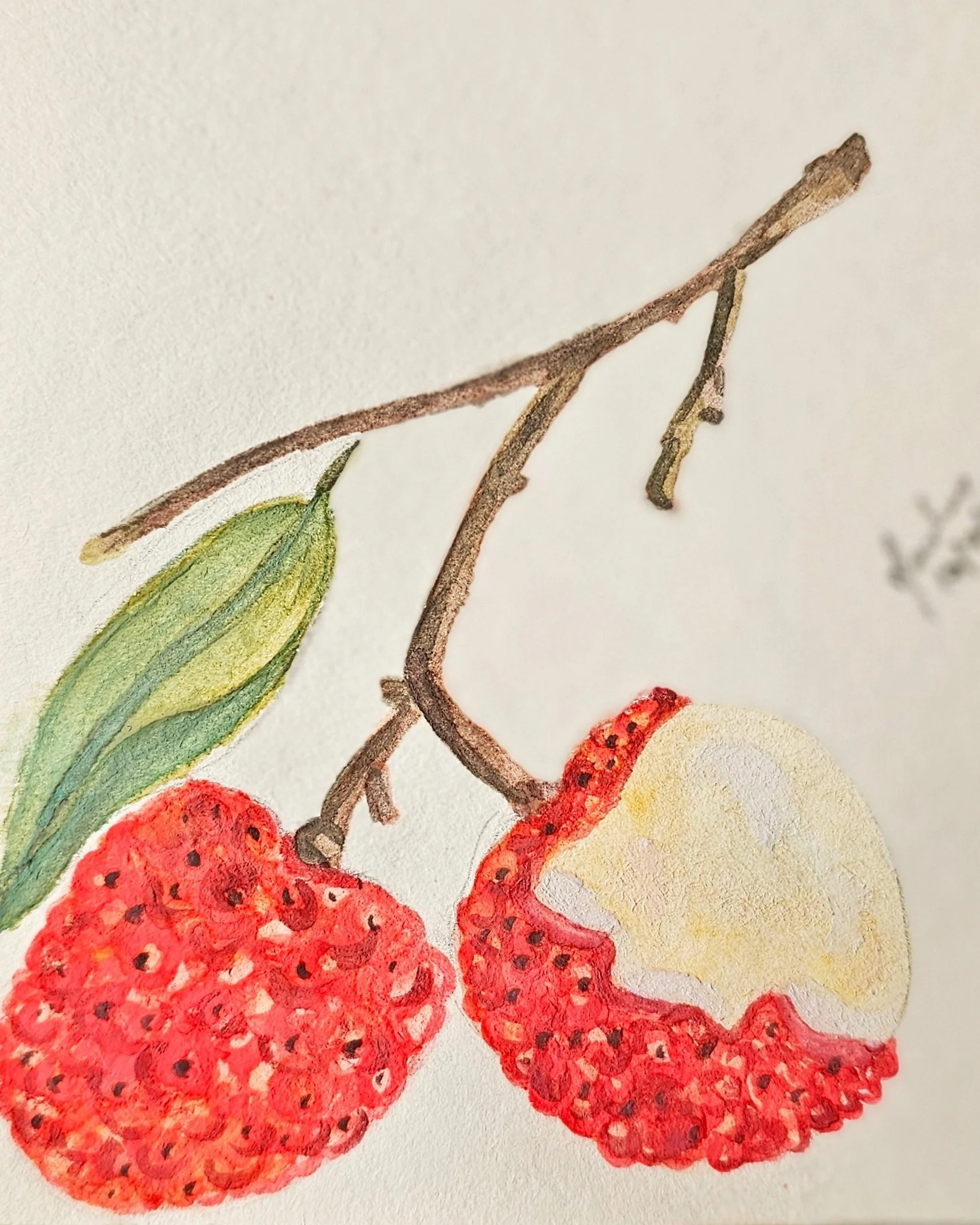 Lychee.

#watercolourfruit
#paintingfruit