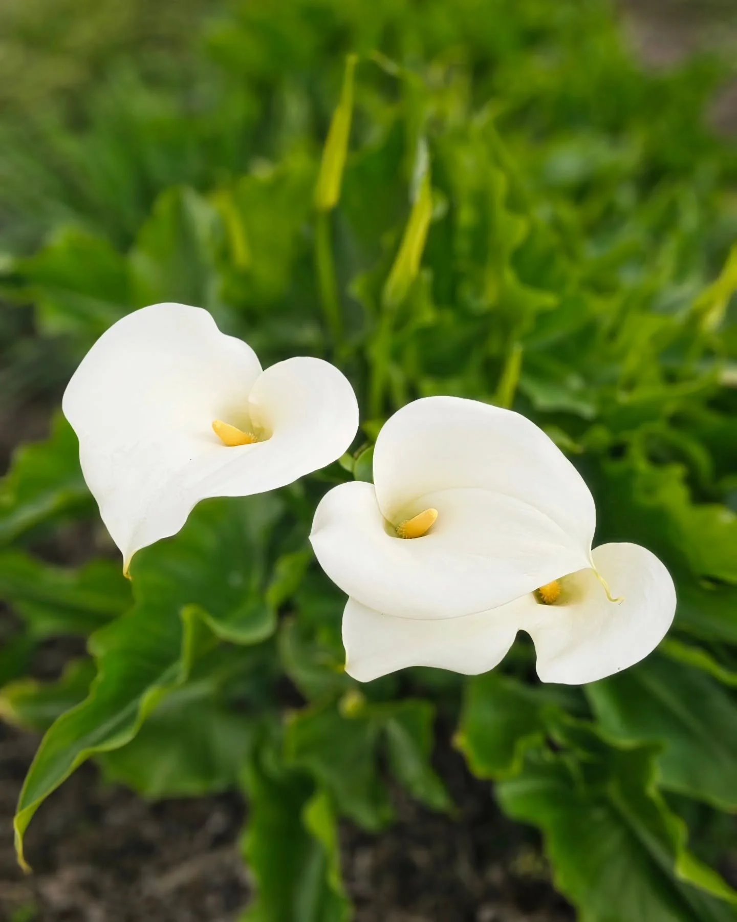 The first calla lilies have opened in the moon garden, their white blooms glowing softly against the night. There’s something almost otherworldly about them — elegant, sweet, and a little bit magical. Each spring they return, marking the