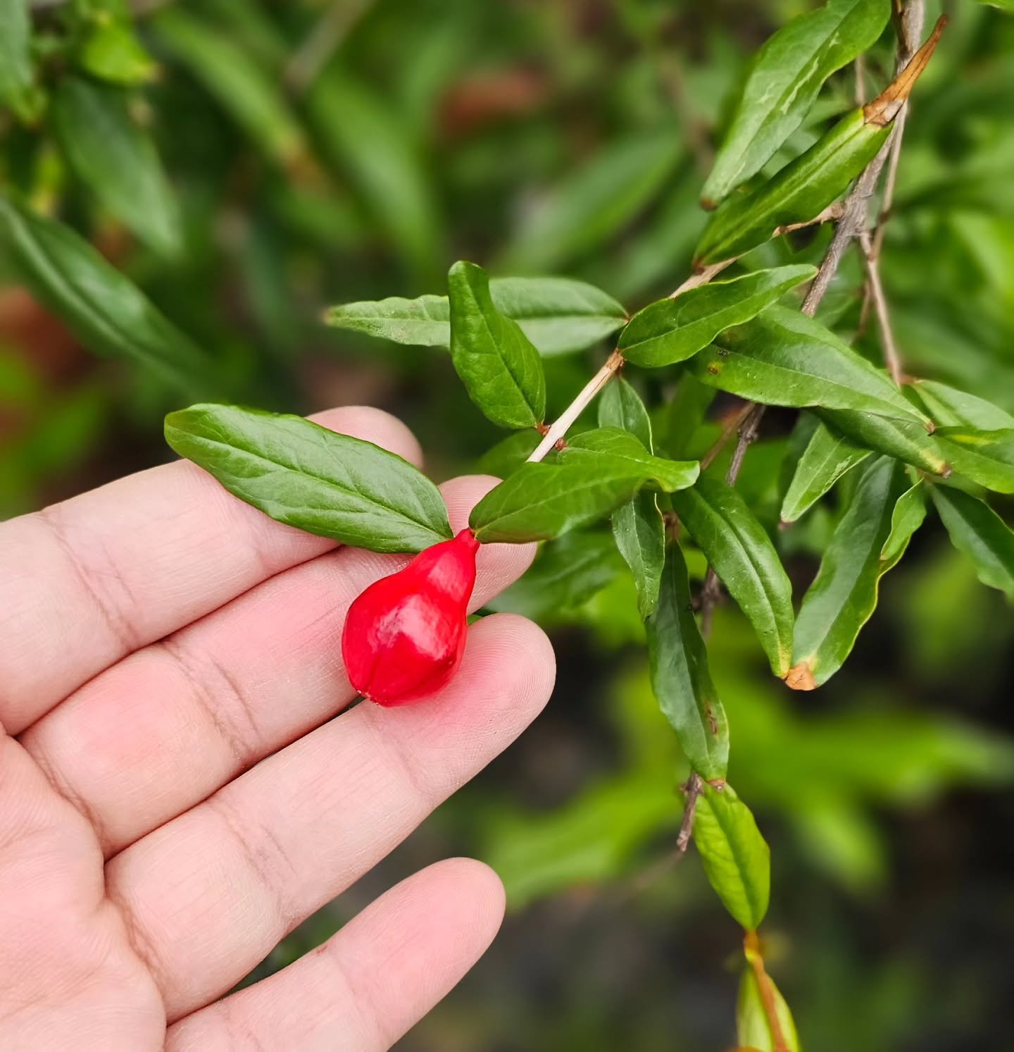Look at this gorgeous baby pomegranate I found this morning! I'm sure the birds will destroy it soon but I was so happy to see this on my tiny little tree!

#TheHylandHills
#Pomegranate