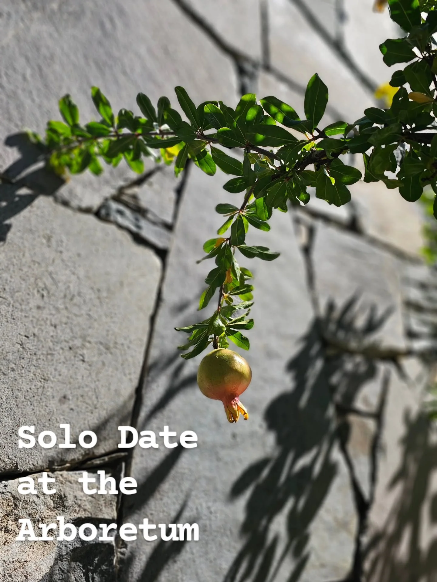 I took a day for myself last week. 

#solodate
#arboretum