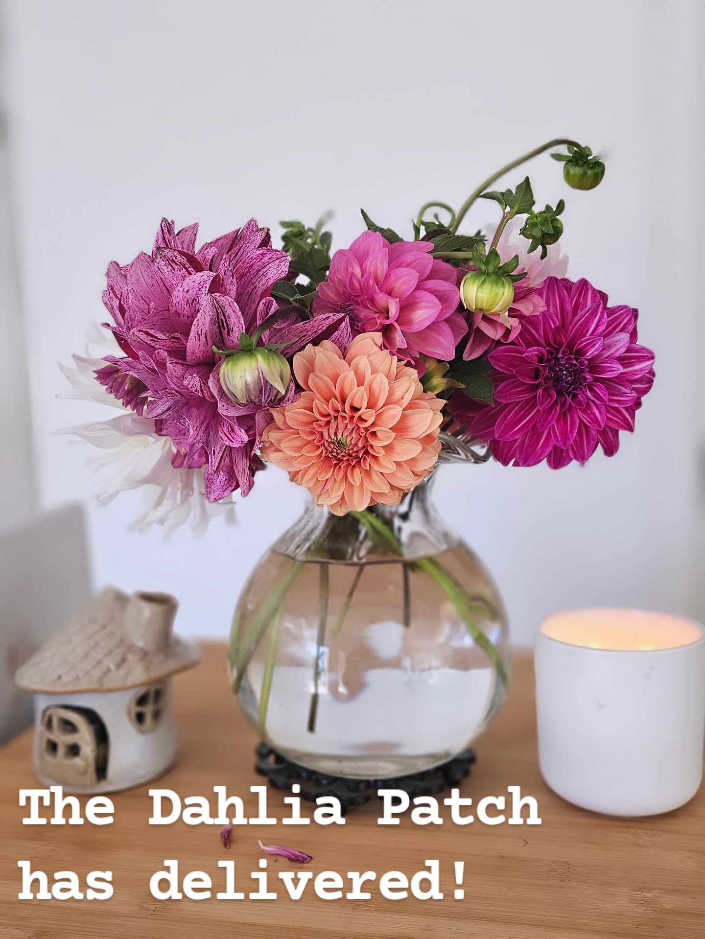 The Dahlia Patch is right by the studio. It's been such a treat to watch them soldier on this season.

#DahliaPatch
#TheHylandHills