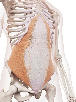 transverse-abdominus.jpg