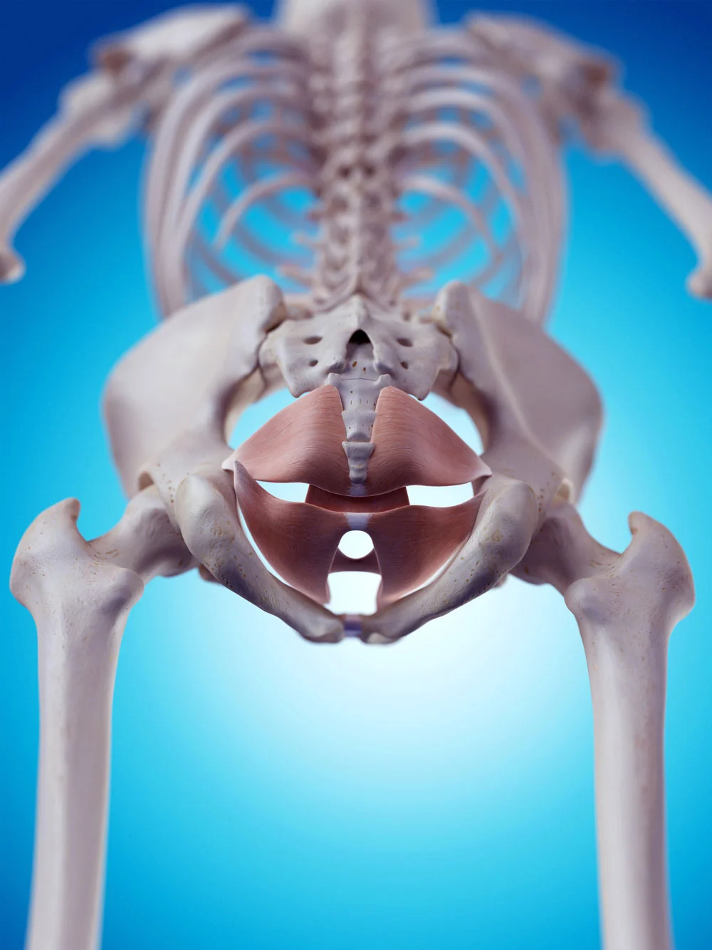Pelvic floor muscles