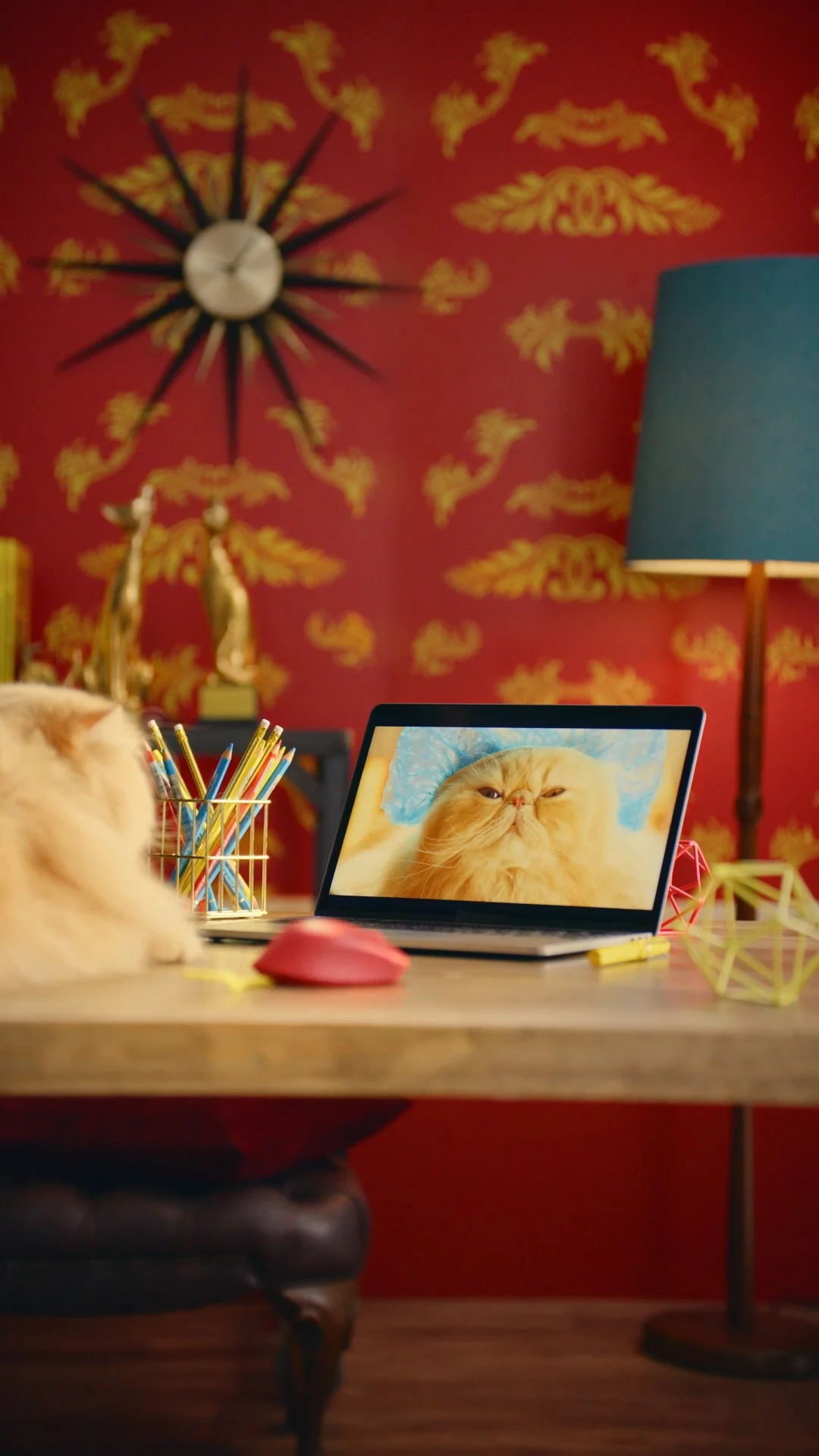 Cats_19.jpg