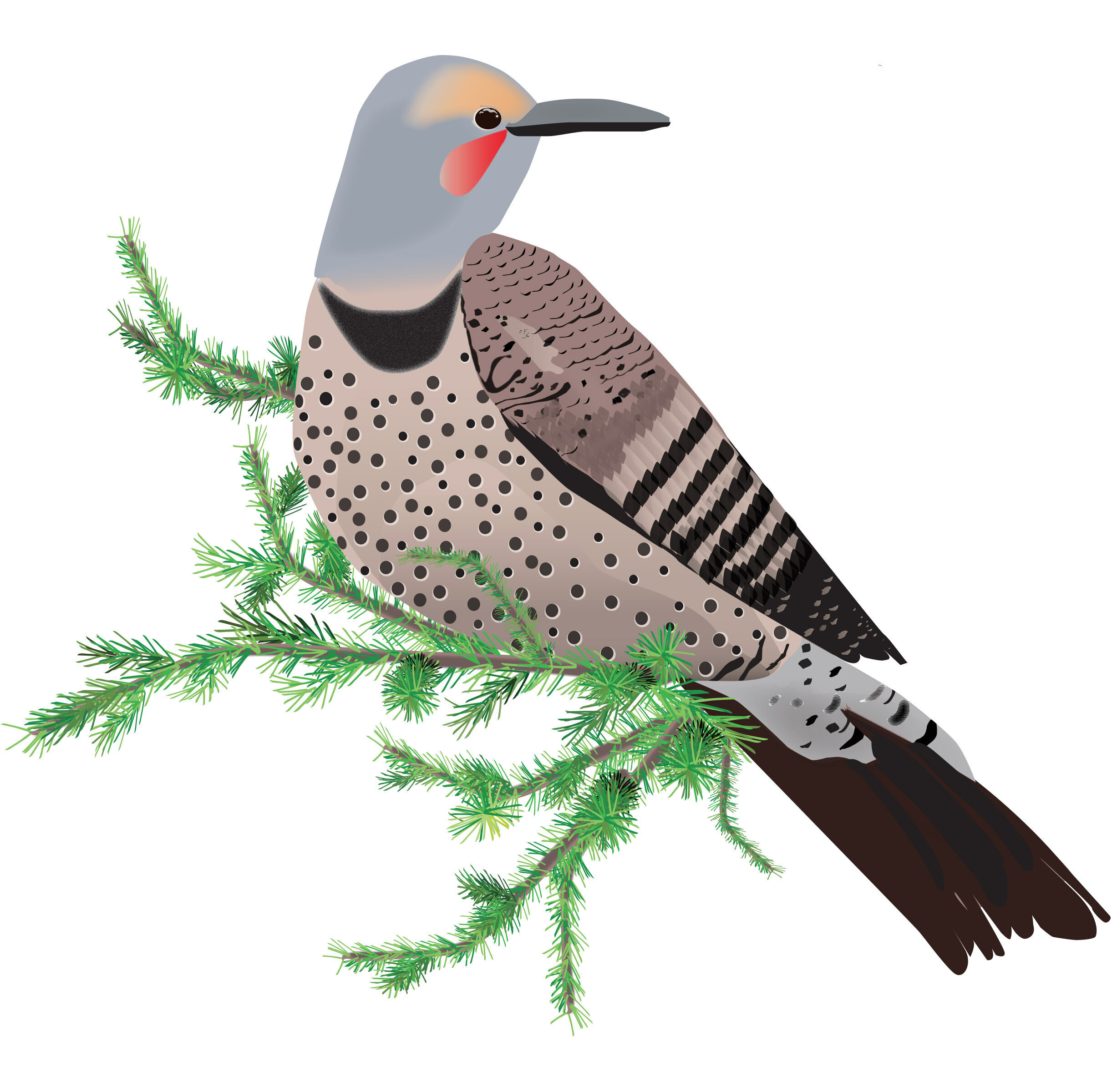 Birds of YEG illustration