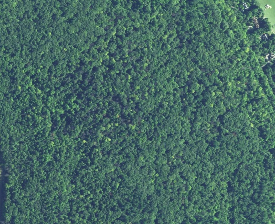 Forest Canopy Colonial Point Michigan